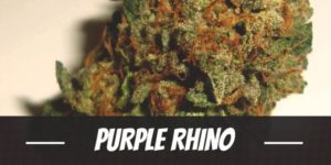 Purple Rhino