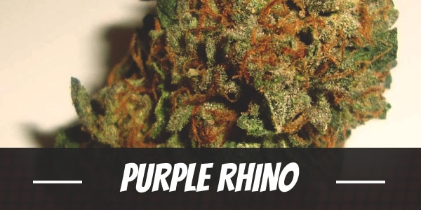 Purple Rhino