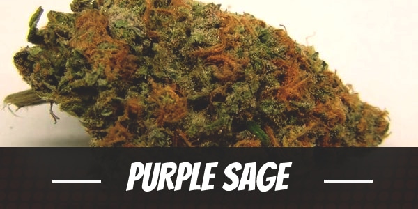 Purple Sage