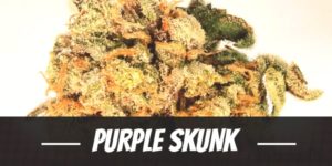 Purple Skunk marijuana strain