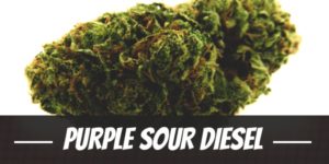 Purple Sour Diesel