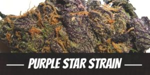 Purple Star Strain