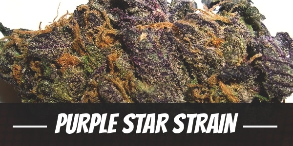 Purple Star Strain