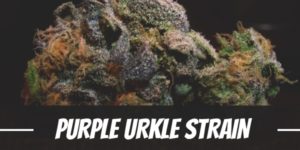 Purple Urkle Strain