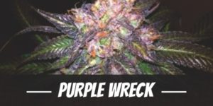Purple Wreck