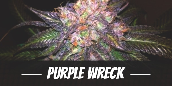 Purple Wreck