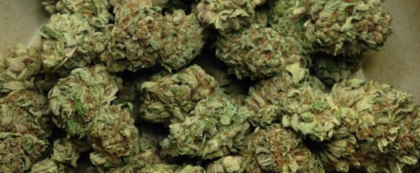 Purple_Hindu_Kush_Adverse_Reaction