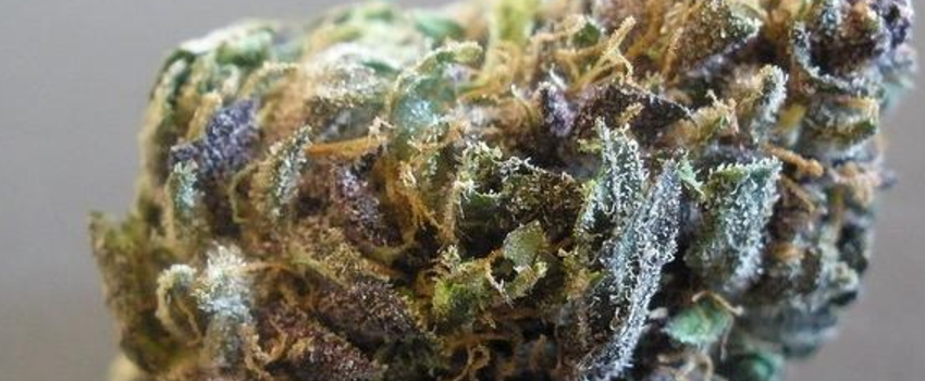 Purple_Hindu_Kush_Effects