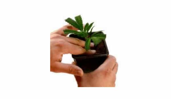 Push the plant a little
