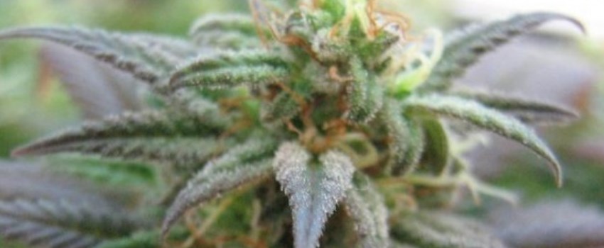 Quebec Gold Medical