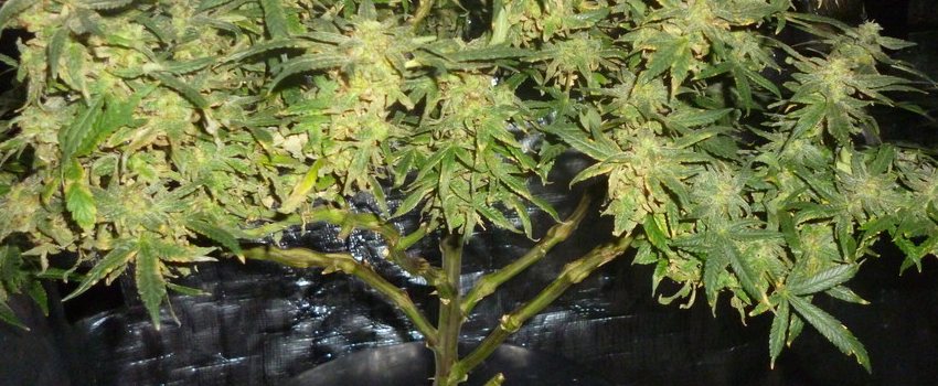 Querkle Growing