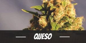 Queso