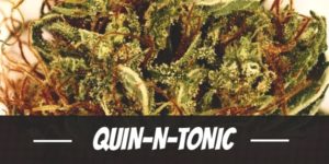 Quin-N-Tonic weed strain review