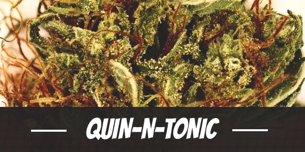 Quin-N-Tonic weed strain review