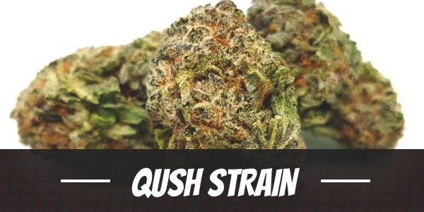 Qush Strain