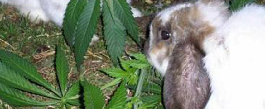 Rabbit
