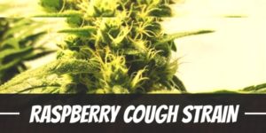 Raspberry Cough Strain