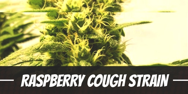 Raspberry Cough Strain