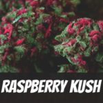 Raspberry Kush