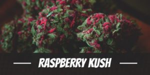 Raspberry Kush