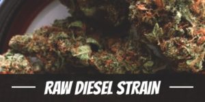 Raw Diesel Strain