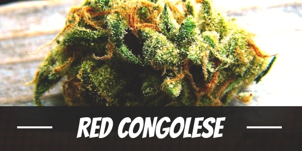 Red Congolese