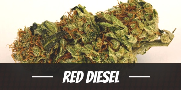 Red Diesel