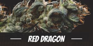 Red Dragon