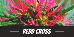 Redd Cross