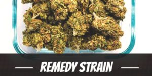 Remedy Strain