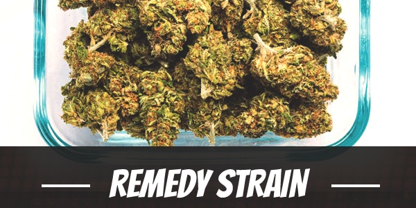 Remedy Strain
