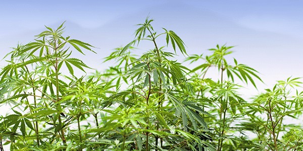 Remember to look up when growing marijuana