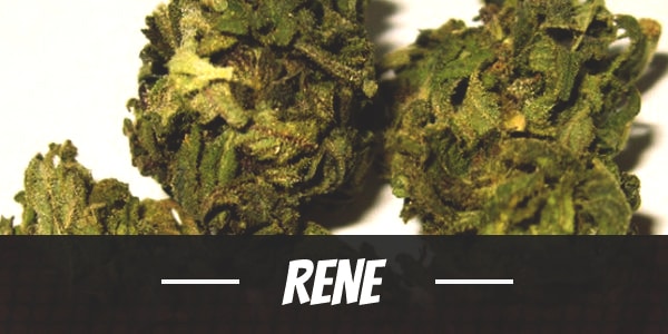 Rene