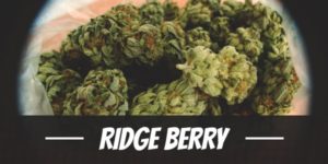 Ridge Berry