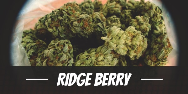 Ridge Berry