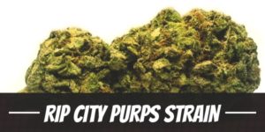 Rip City Purps Strain