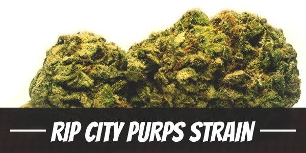 Rip City Purps Strain
