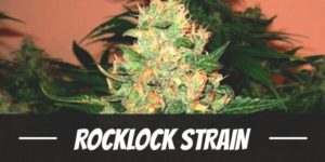 Rocklock Strain