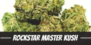 Rockstar Master Kush