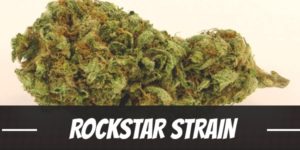 Rockstar Strain