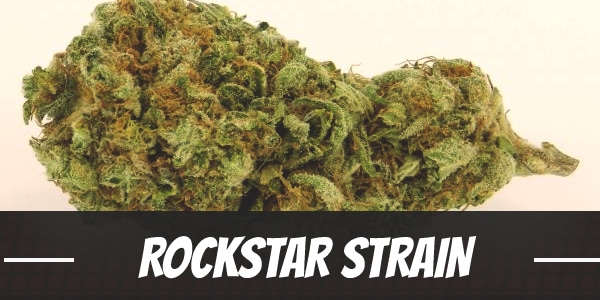 Rockstar Strain