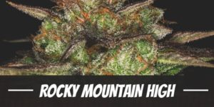 Rocky Mountain High