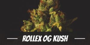 Rollex OG Kush