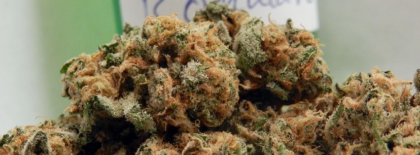 The Aptly Named Trekkie Mind Bender Strain