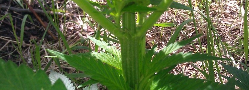 Romulan Growing
