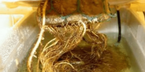 Marijuana-Root-Rot