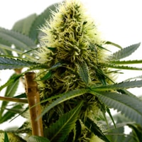 weed plant flowering with bud day 90