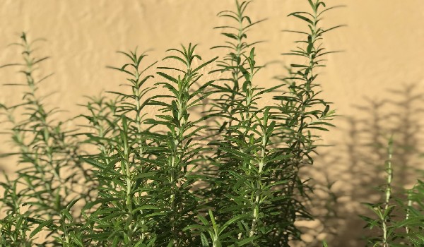 Rosemary plants outdoors