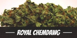Royal Chemdawg