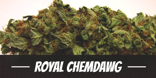 Royal Chemdawg